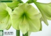 hippeastrum Luna ® (2)